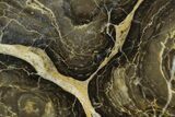 Polished Stromatolite (Acaciella) from Australia - Million Years #129146-1